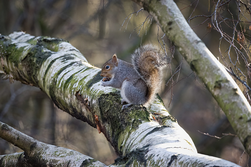 Grey Squirrel eating a pine cone