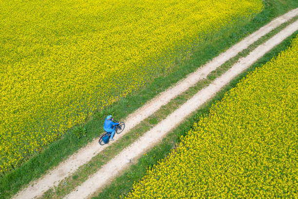 istock Mature Woman Riding Bicycle Between Fields in Spring, Aerial View 1462263404