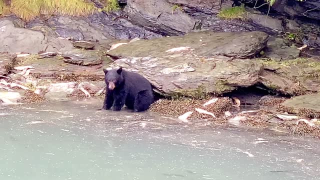 Black Bear in Valdez, Alaska