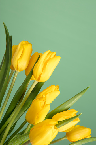 A DSLR photo of beautiful yellow tulips on a green background. Space for copy. Can be used as a template for seasonal holiday, springtime concept, International Woman day, 8 march, Happy Easter or birthday greeting card, etc.