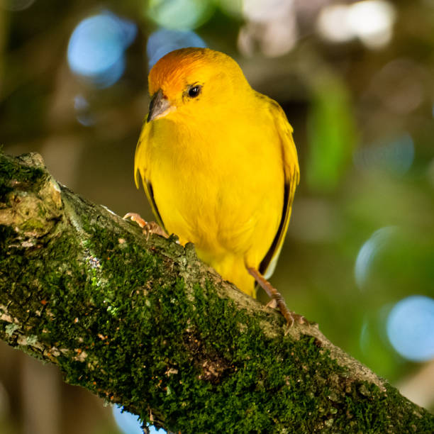 istock Atlantic Canary, a small Brazilian wild bird. 1462267712