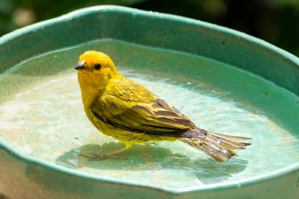 istock Atlantic Canary, a small Brazilian wild bird. 1462267714