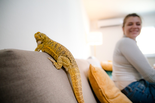 Woman having fun watching her pet explore the living room