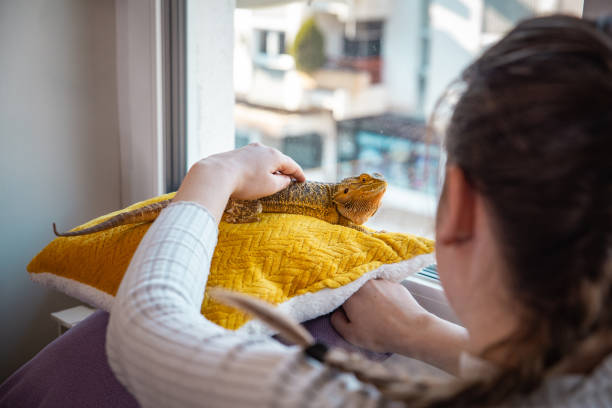 istock The bearded dragon pet looking out the window 1462268673