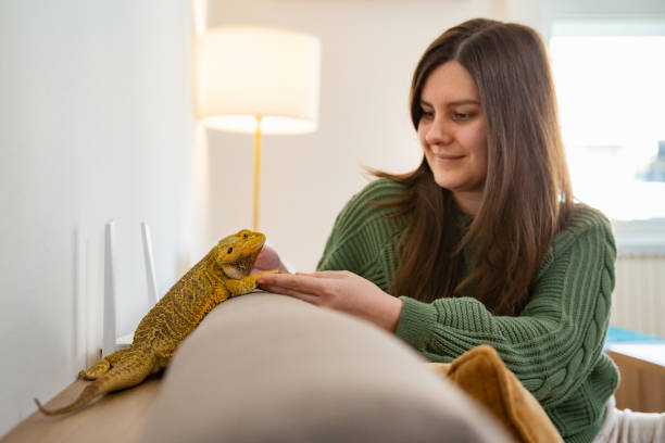 istock Reptile - exotic pet on the sofa 1462268714