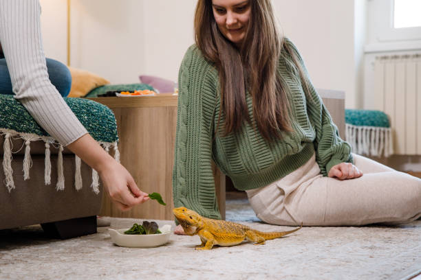 istock Woman feeding her pet green liefs 1462268814
