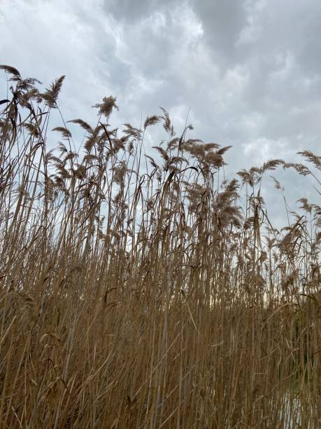 istock Reeds With Cloudy Winter Sky 1462268861
