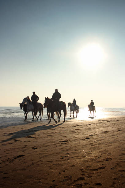 istock horse in vallevecchia beach / Brussa beach 1462272936