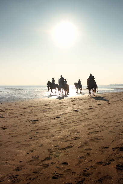 istock horse in vallevecchia beach / Brussa beach 1462272937