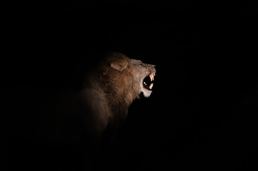 A male lion opening its mouth at night in South Africa