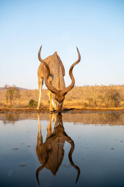 Kudu at a water hole with blue sky Kudu drinking at a water hole at night in South Africa kudu stock pictures, royalty-free photos & images