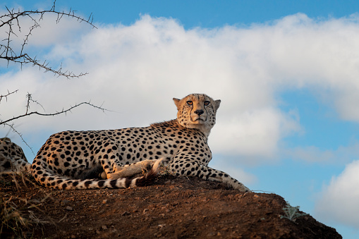 Cheetah resting on a hillside in late evening in South Africa