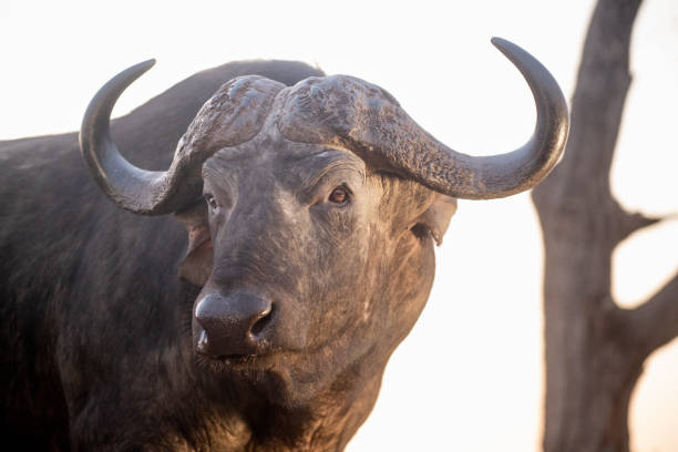 istock Buffalo at a water hole in evening light 1462275601