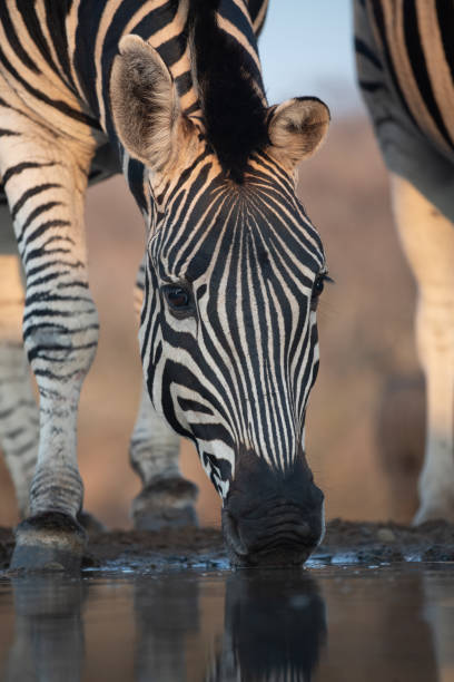 istock Zebra at a waterhole in South Africa 1462275621