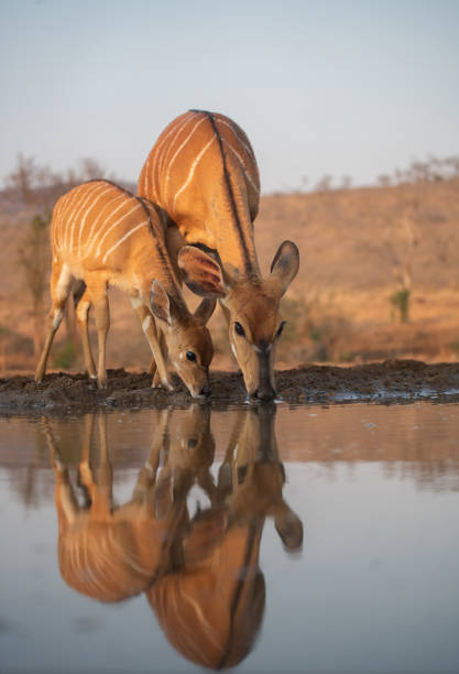 istock Nyala drinking at a water hole 1462275627