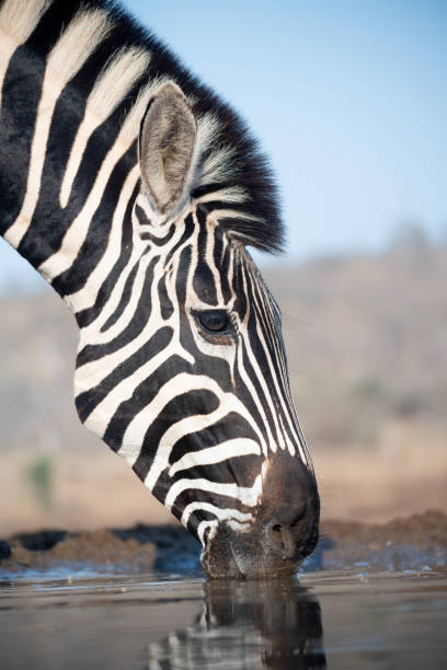 istock Zebra at a waterhole in South Africa 1462275628