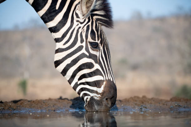 istock Zebra at a waterhole in South Africa 1462275629