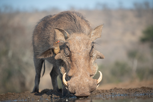 A Common warthog visiting a waterhole with an oxpecker perched on it in South Africa