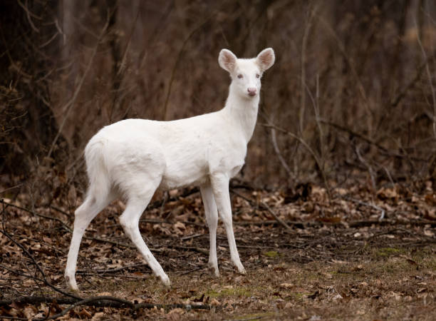 Albino whitetail deer doe An albino whitetail deer doe in the woods in winter in Illinois albino deer stock pictures, royalty-free photos & images