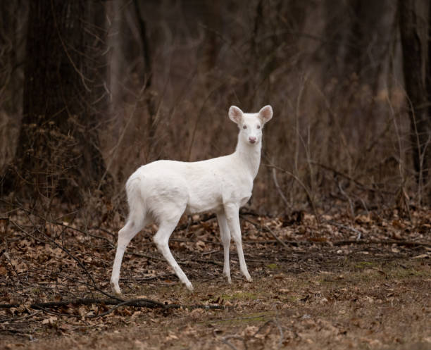 Albino whitetail deer doe An albino whitetail deer doe in the woods in winter in Illinois albino deer stock pictures, royalty-free photos & images