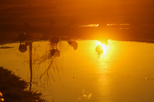 sunset over the sea and the reflection