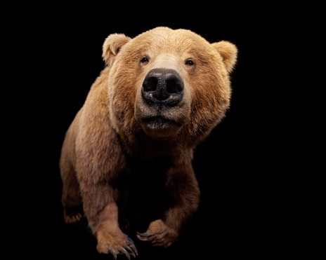 Grizzly bear (Ursus arctos horribilis) aka North American brown bear wide angle photo