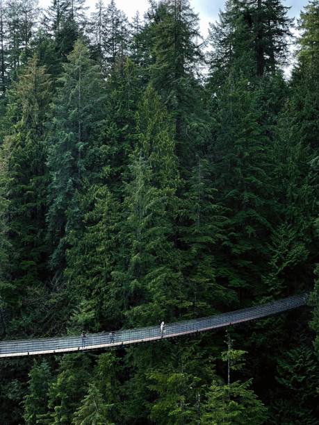 istock Tourists on the Suspension Bridge 1462277881