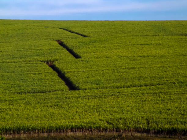 istock Sugar cane field with germination young sprouts of plants 1462280696