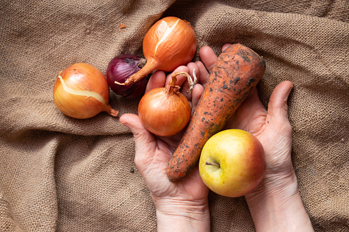 onions, carrots and apple dirty in the hands of grandmother on the table, harvest, vegetables and fruits