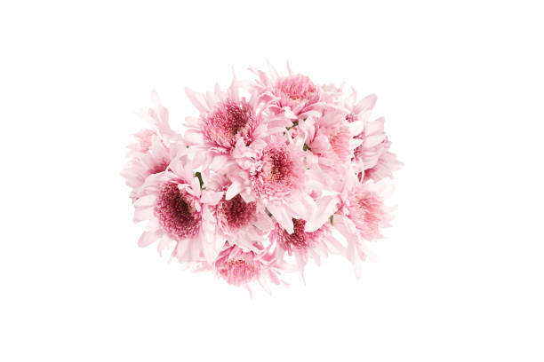 istock Bouquet of chrysanthemum isolated on a white background. 1462282375