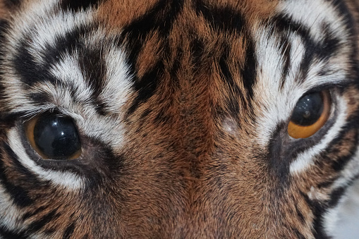 Sumatran tiger face that has been preserved and become a display