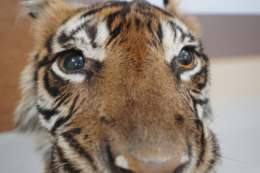close-up of a young siberian tiger