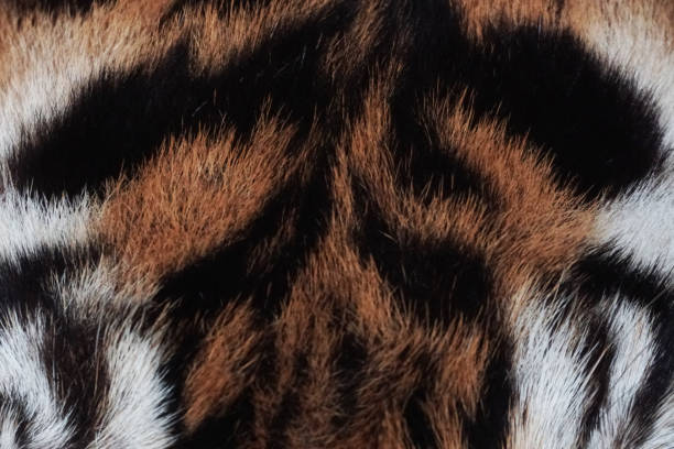 istock Sumatran Tiger Scalp - Stock Photo 1462283562