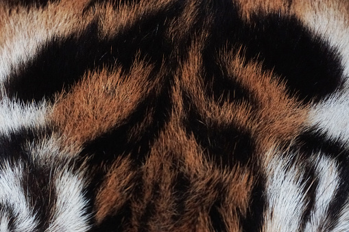 Colors of Black, White, Beige and Tan in a Luxurious Leopard Velvet Pattern/Background