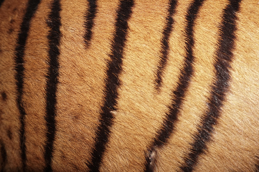 Natural preserved Sumatran tiger skin