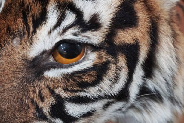 Preserved Sumatran tiger eye