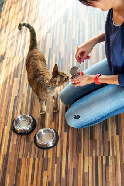 istock Pet owner preparing a meal for her cats 1462283800