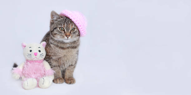 Baby Cat on a white background. Little Kitten close up. Small Kitten in a pink knitted hat sits next to a toy pink Cat. Cat posing at camera. Web-banner with copy space. Valentine's day. Love Postcard baby cat sobre fondo blanco. little kitten de cerca. un pequeño gatito con un sombrero de punto rosa se sienta junto a un gato rosa de juguete. gato posando ante la cámara. web-banner con espacio de copia. día de san valentín. postal de amor