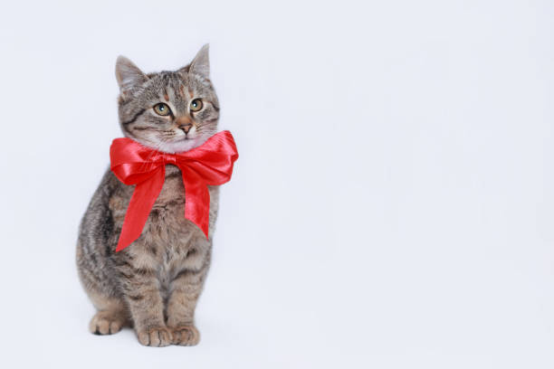 istock Beautiful funny Kitten with a redbow tie. Cat on a white background. Cat posing at camera. Close up portrait of a cute Kitten. Web banner with copy space. Pet. Empty space for text. Valentine's Day 1462284063