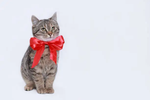 Beautiful funny Kitten with a red bow tie. Cat on a white background. Cat posing at camera. Close up portrait of a cute Kitten. Web banner with copy space. Pet. Empty space for text. Valentine's Day