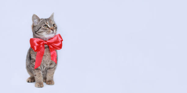 istock Beautiful funny Kitten with a redbow tie. Cat on a white background. Cat posing at camera. Close up portrait of a cute Kitten. Web banner with copy space. Pet. Empty space for text. Valentine's Day 1462284064