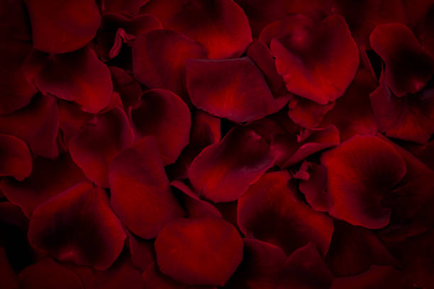 istock Background of beautiful red rose petals. View from above. Soft focus 1462284955