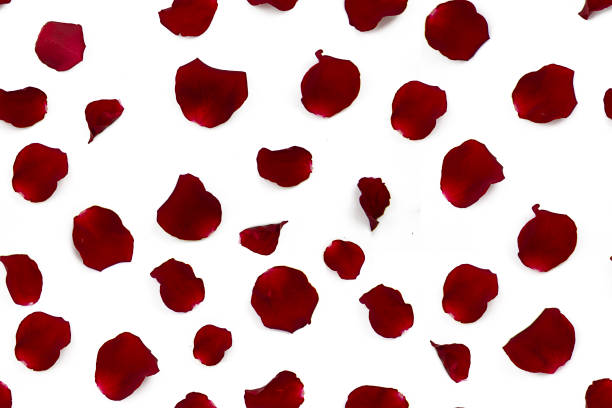istock Red rose petals on a white background. Seamless festive pattern. 1462284982