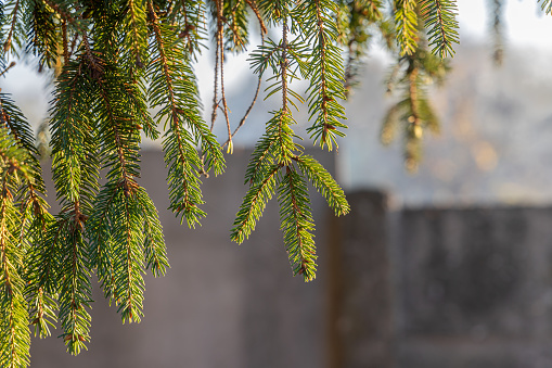 Twigs of a fir-tree with green spruce needles and brown cones on the blurred background are in the park in autumn