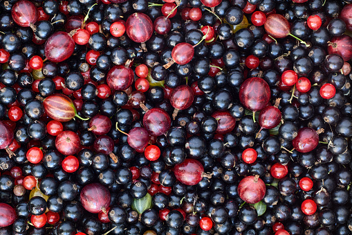 Blackcurrant and gooseberry, ripe fresh garden berries as texture for background.