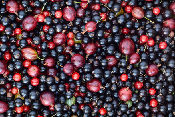 Texture of fresh ripe blackcurrants and gooseberries. Blackcurrant and gooseberry, ripe fresh garden berries as texture for background. casis stock pictures, royalty-free photos & images