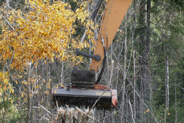 istock Forestry mulcher excavator clears roadside from small trees and shrubs. 1462287069