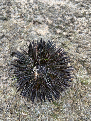 Sea urchin on a rocky beach