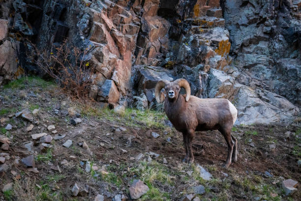 istock Bighorn sheep, Ram, male animal 1462288190