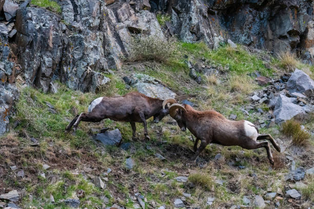 istock Bighorn sheep, Ram, male animal fighting 1462288236